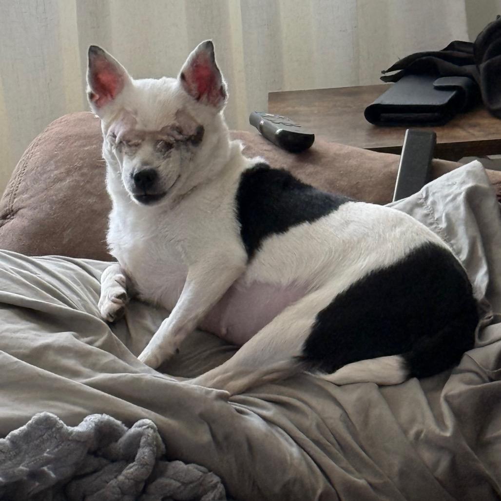 Callie, Adoptable, Adult Female Chihuahua & Mixed Breed.
