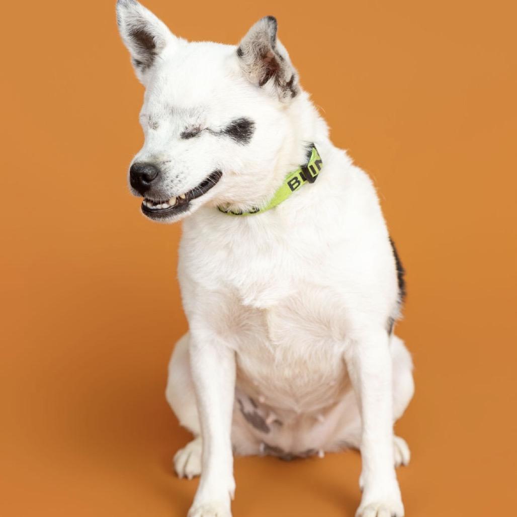 Enlarge Callie, a Adoptable mixed breed in Southside, TN image 2/4
