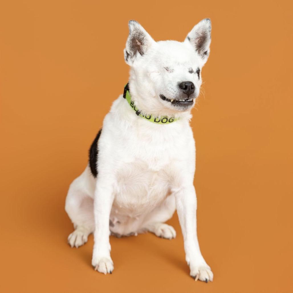Enlarge Callie, a Adoptable mixed breed in Southside, TN image 3/4