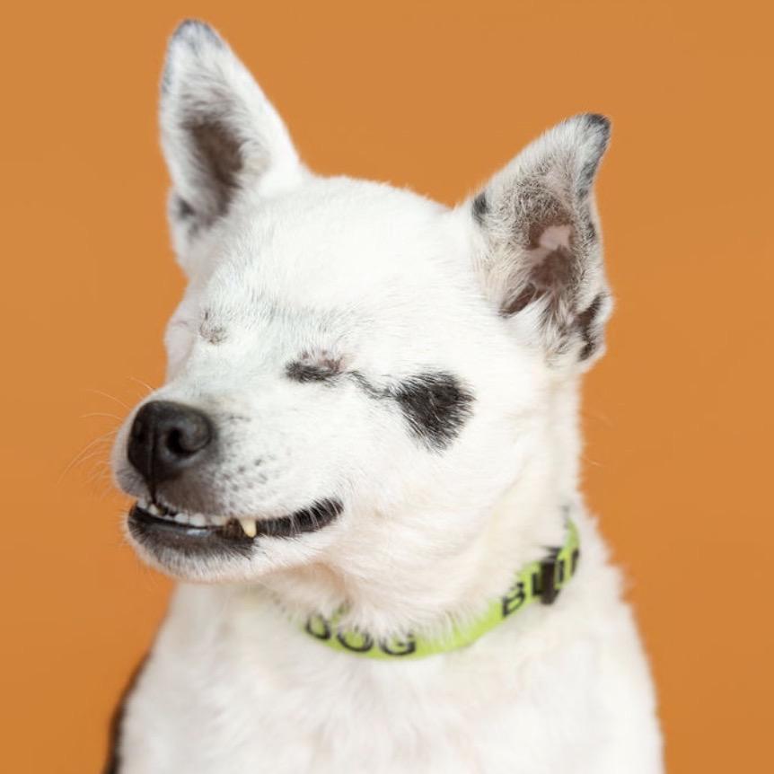 Enlarge Callie, a Adoptable mixed breed in Southside, TN image 4/4