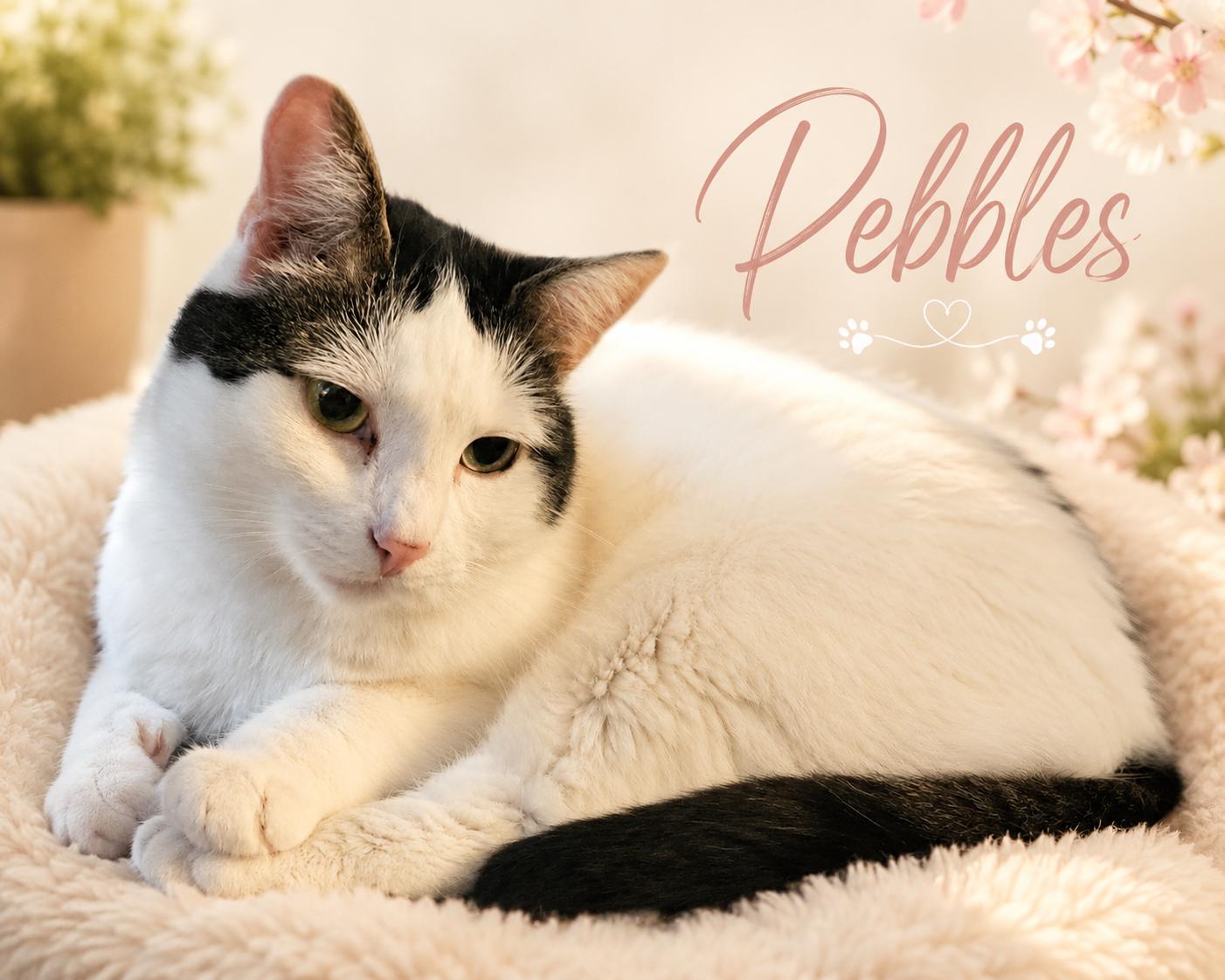 Pebbles-Princess with Personality-Courtesy Post, Adoptable, Adult Female Domestic Short Hair.