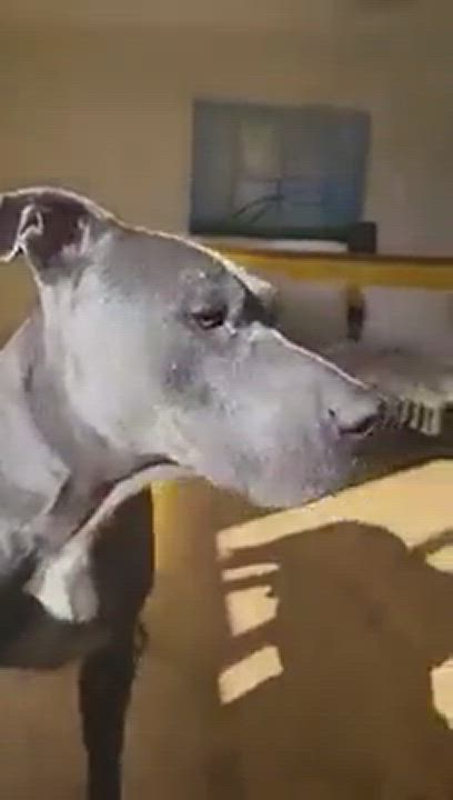 Enlarge Cash, a Adopted mixed breed in Phoenix, AZ video 6/11