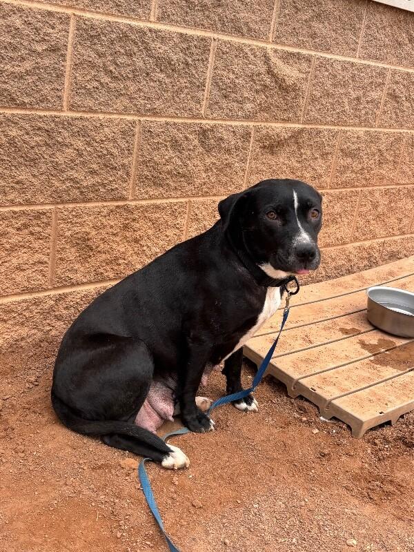 Melody, Adoptable, Adult Female Mixed Breed.