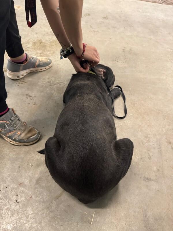 Enlarge Melody, a Adoptable Mixed Breed in Hobbs, NM image 2/6