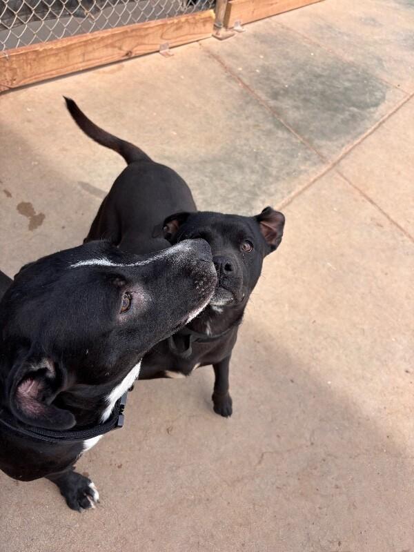 Enlarge Melody, a Adoptable Mixed Breed in Hobbs, NM image 3/6