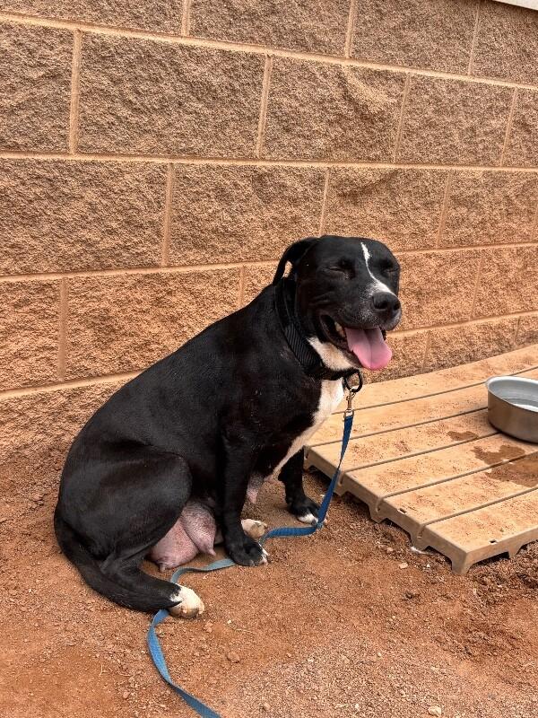 Enlarge Melody, a Adoptable Mixed Breed in Hobbs, NM image 4/6