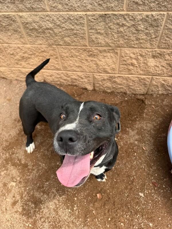Melody, a Adoptable Mixed Breed in Hobbs, NM image 4/4