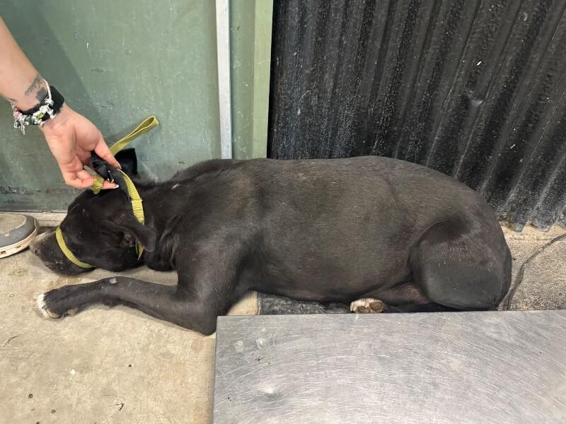 Enlarge Melody, a Adoptable Mixed Breed in Hobbs, NM image 5/6