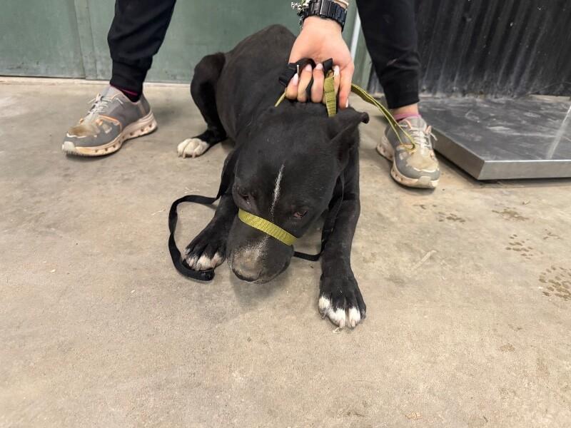 Enlarge Melody, a Adoptable Mixed Breed in Hobbs, NM image 6/6