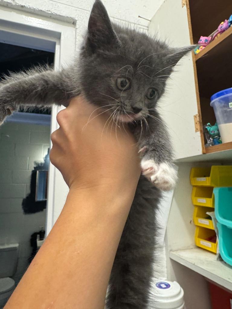 Asher, Adoptable, Kitten Male Domestic Short Hair.