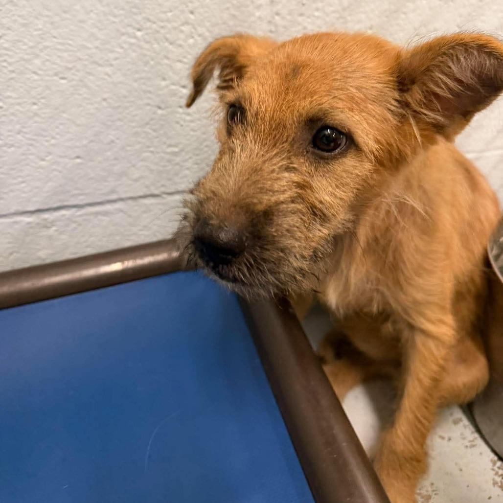 Dory 26-09-050, Adoptable, Puppy Female Shepherd & Mixed Breed.