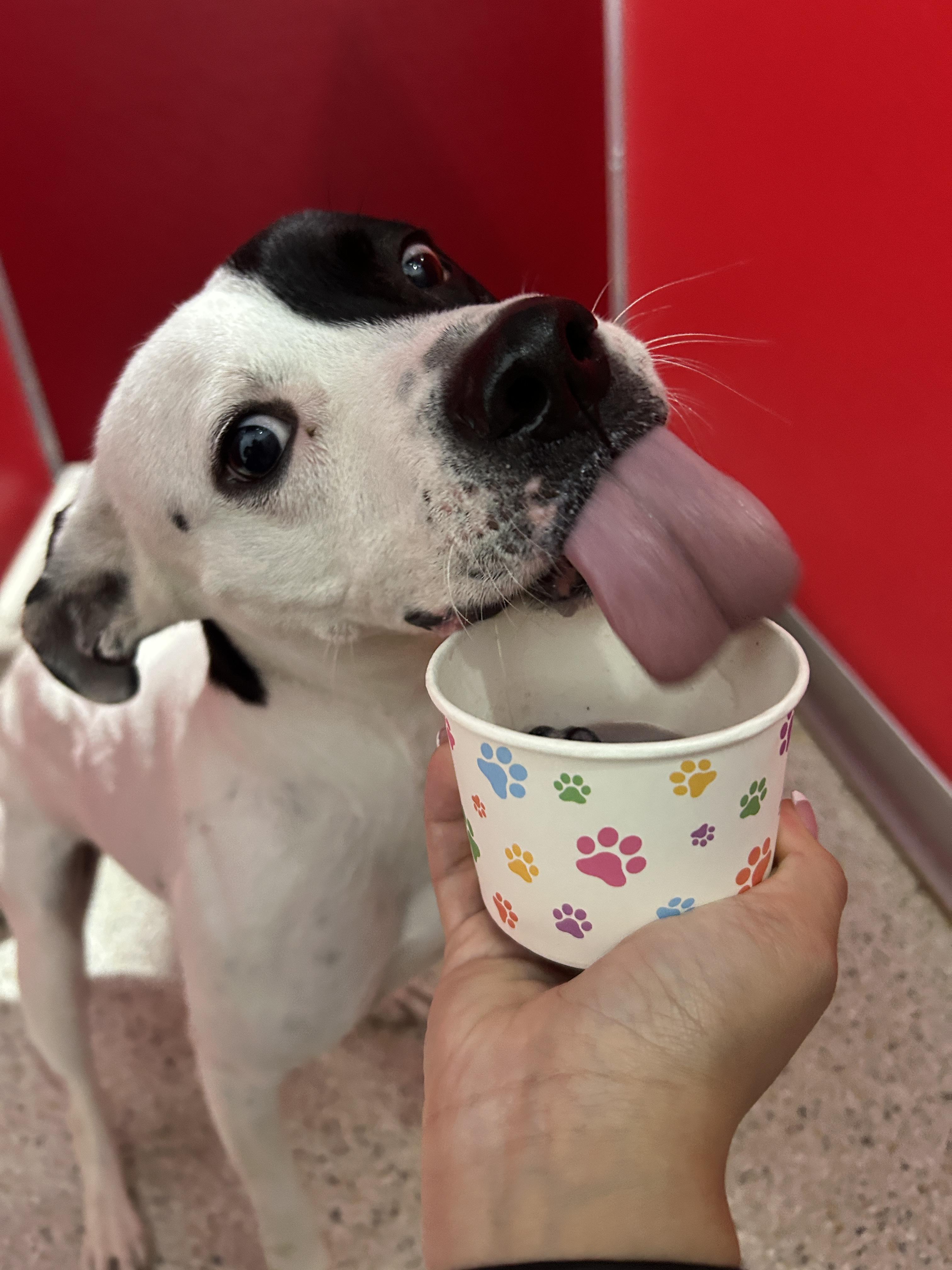 Ellie lap doggie, Adoptable, Young Female Terrier.