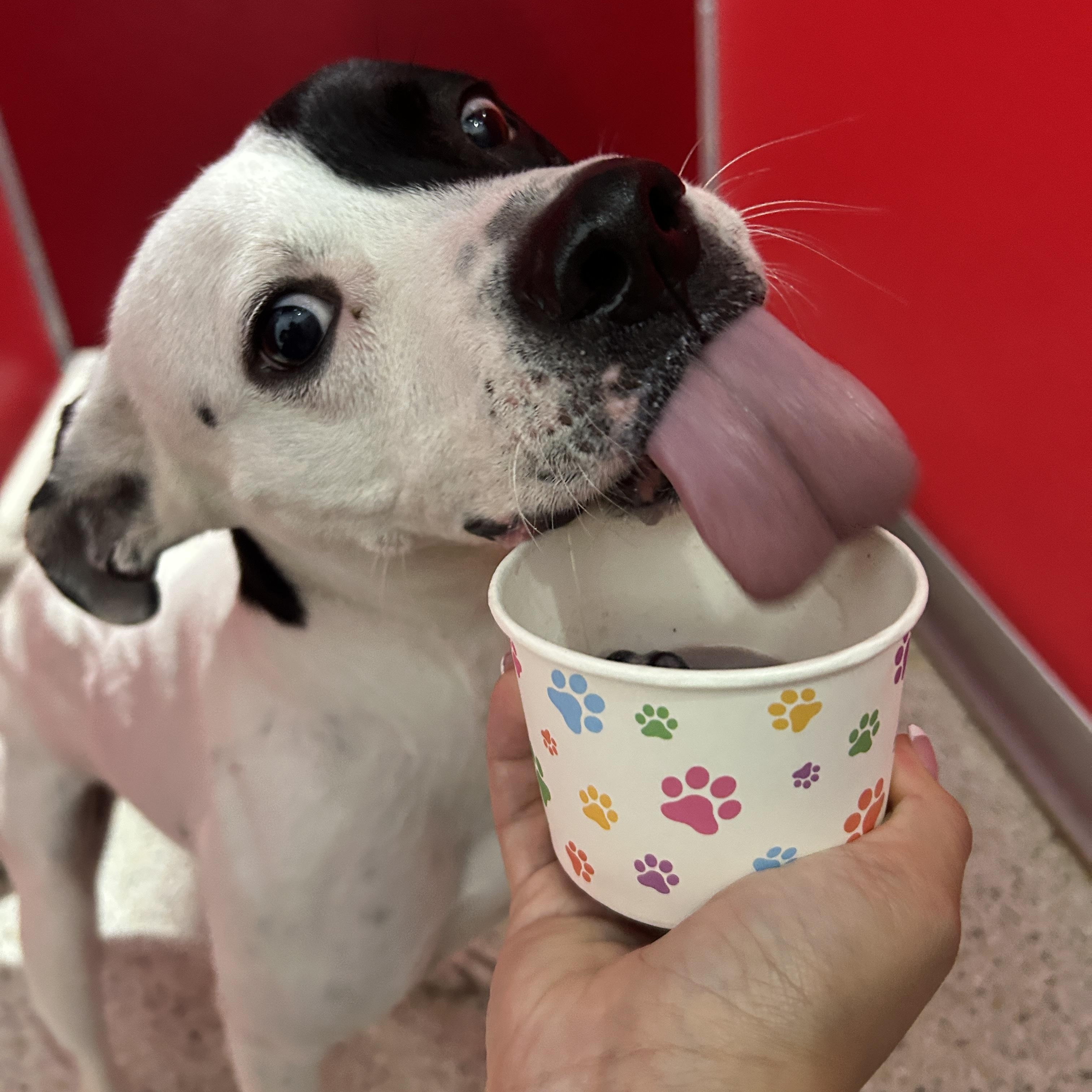 Enlarge Ellie lap doggie, a Adoptable mixed breed in Metairie, LA image 2/6