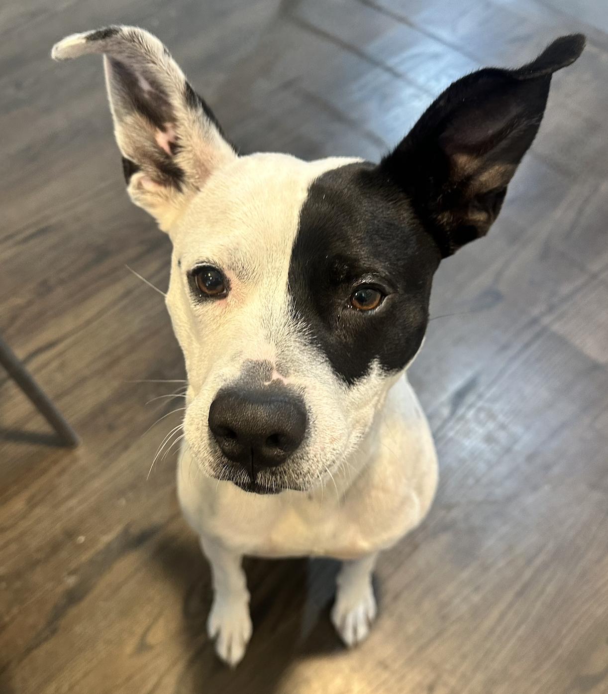 Enlarge Ellie lap doggie, a Adoptable mixed breed in Metairie, LA image 1/6