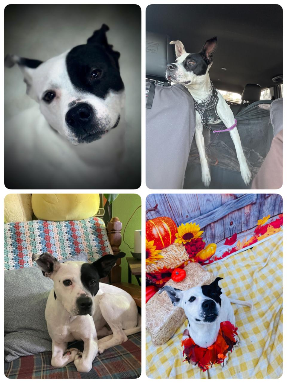 Enlarge Ellie lap doggie, a Adoptable mixed breed in Metairie, LA image 4/6