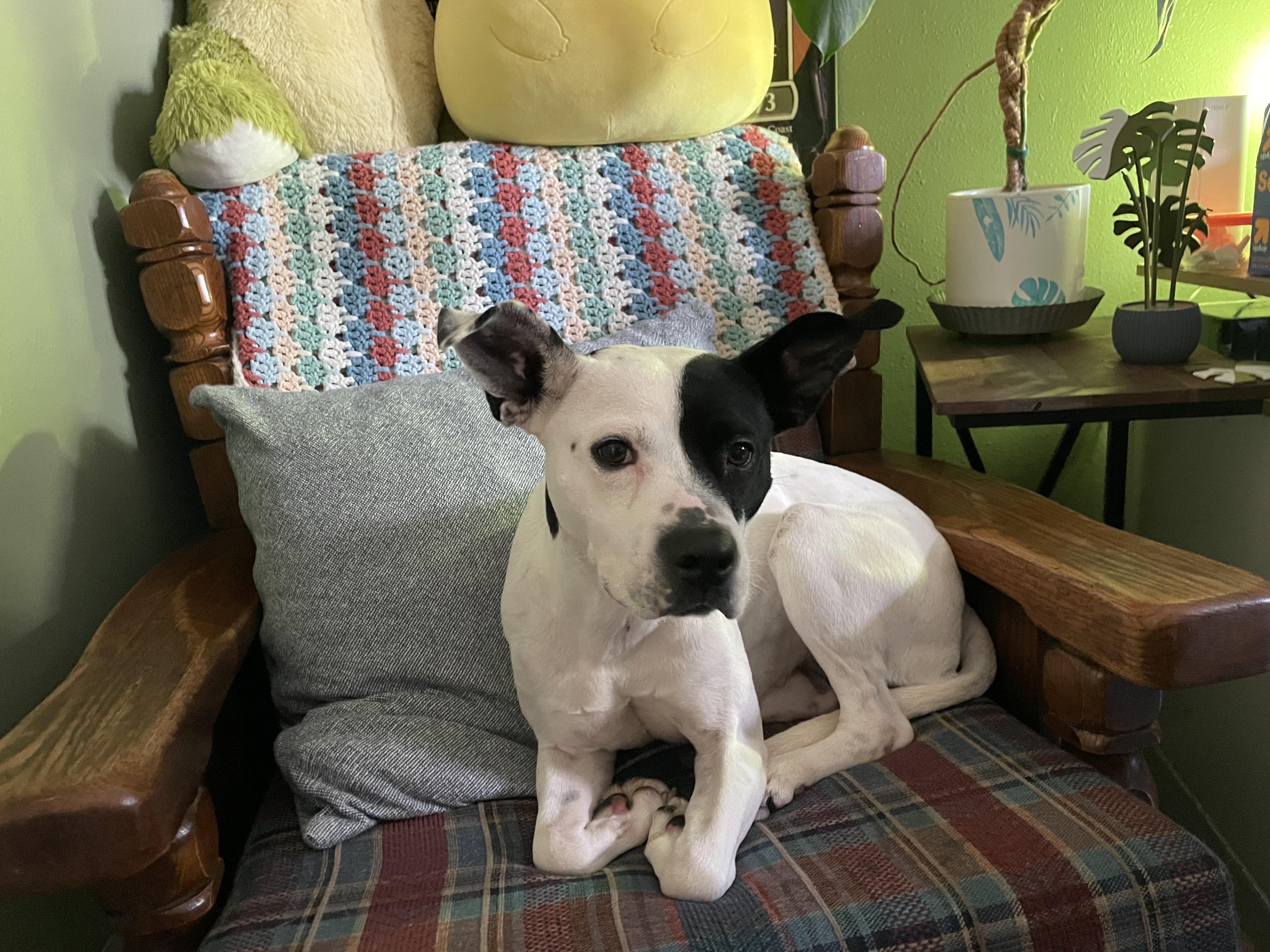 Enlarge Ellie lap doggie, a Adoptable mixed breed in Metairie, LA image 6/6