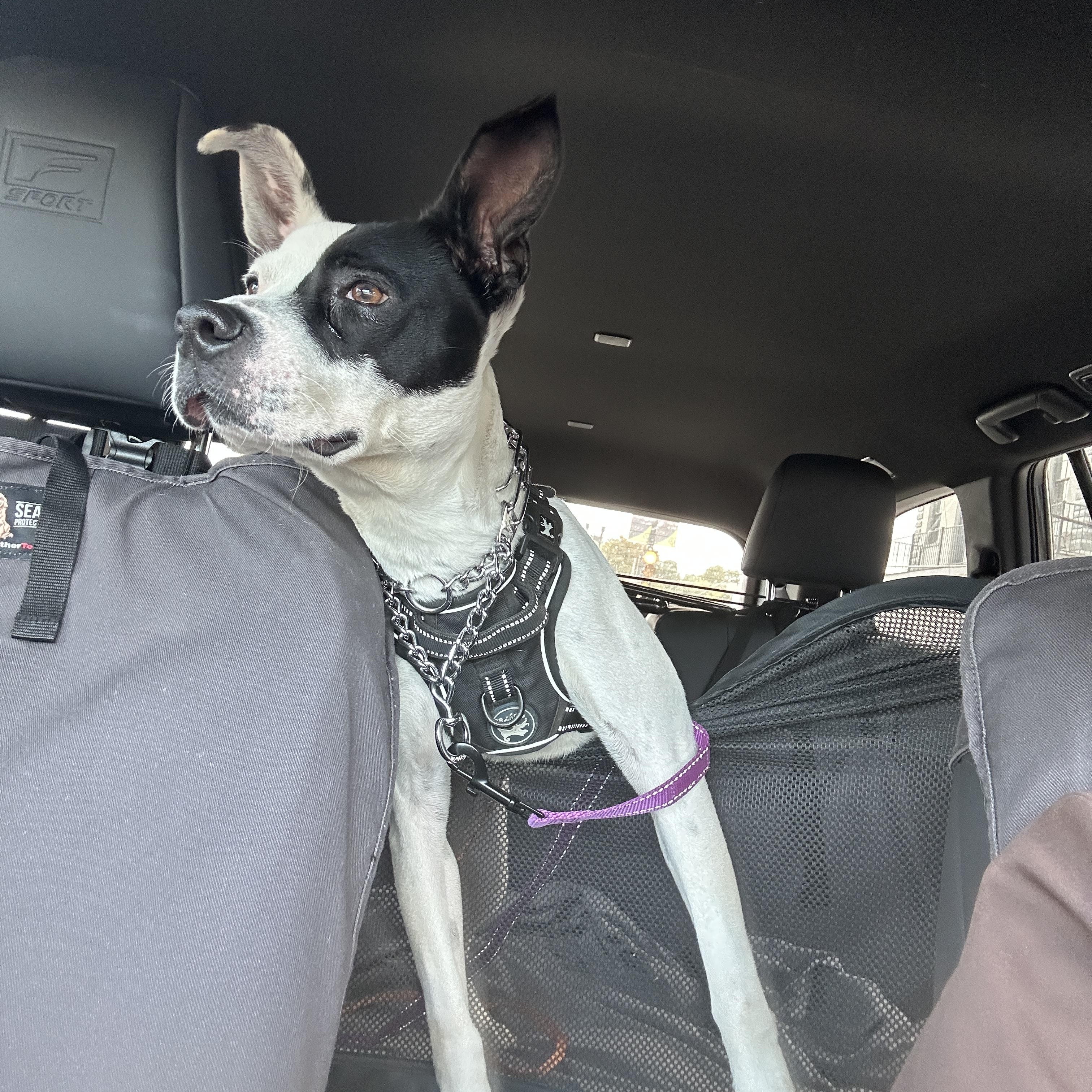 Enlarge Ellie lap doggie, a Adoptable mixed breed in Metairie, LA image 2/6