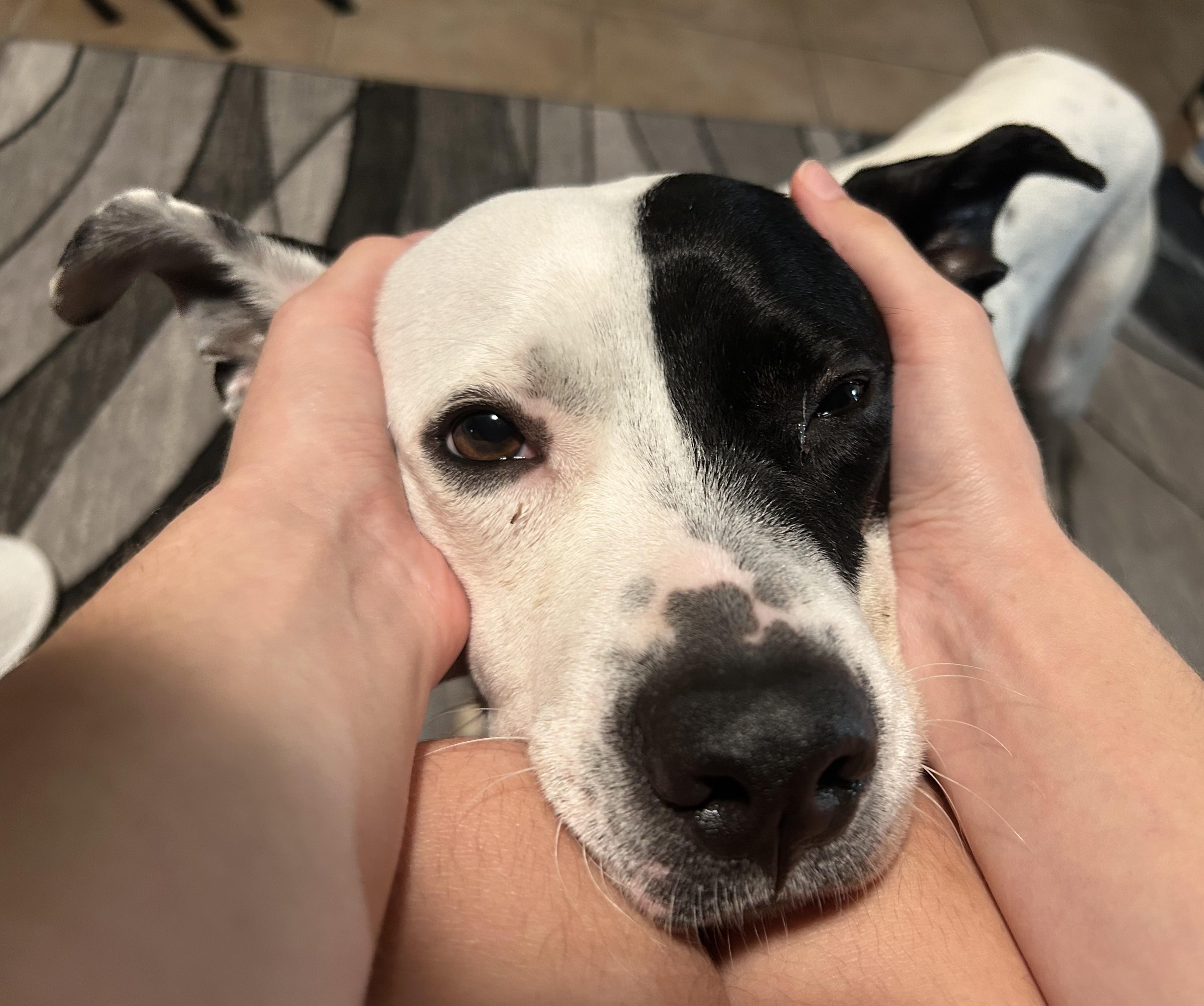 Enlarge Ellie lap doggie, a Adoptable mixed breed in Metairie, LA image 5/6