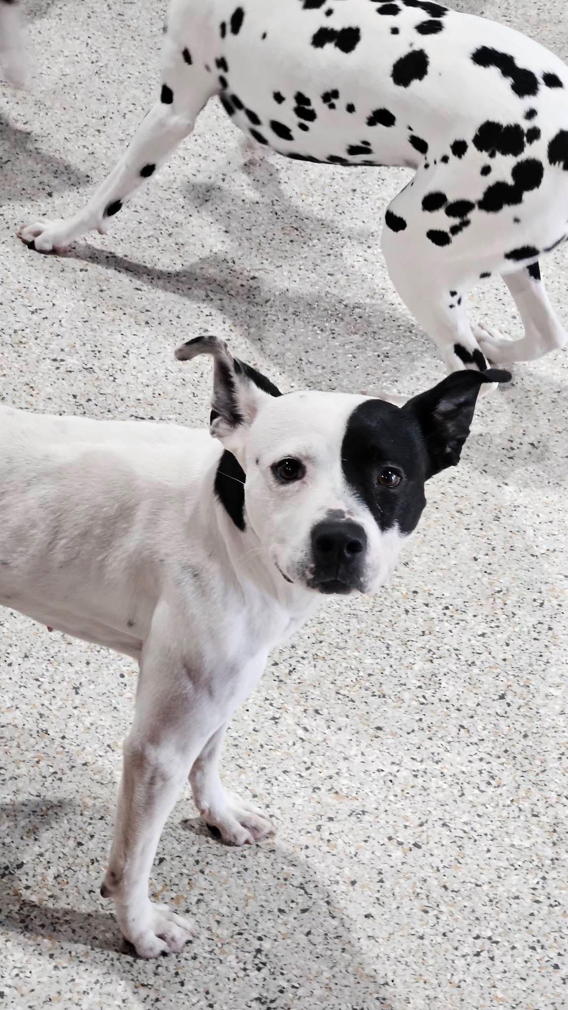 Enlarge Ellie lap doggie, a Adoptable mixed breed in Metairie, LA image 5/6