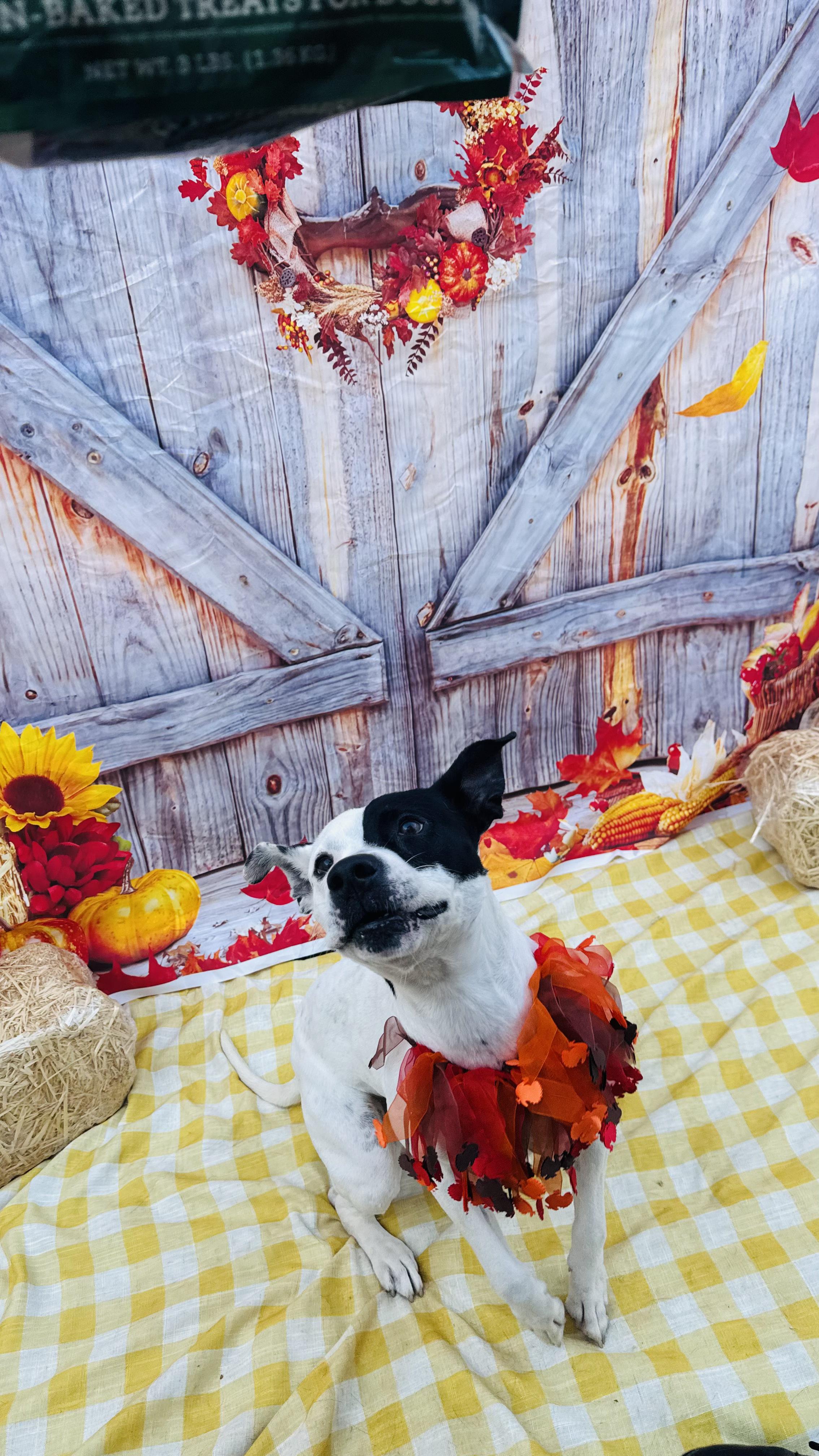 Enlarge Ellie lap doggie, a Adoptable mixed breed in Metairie, LA image 4/6