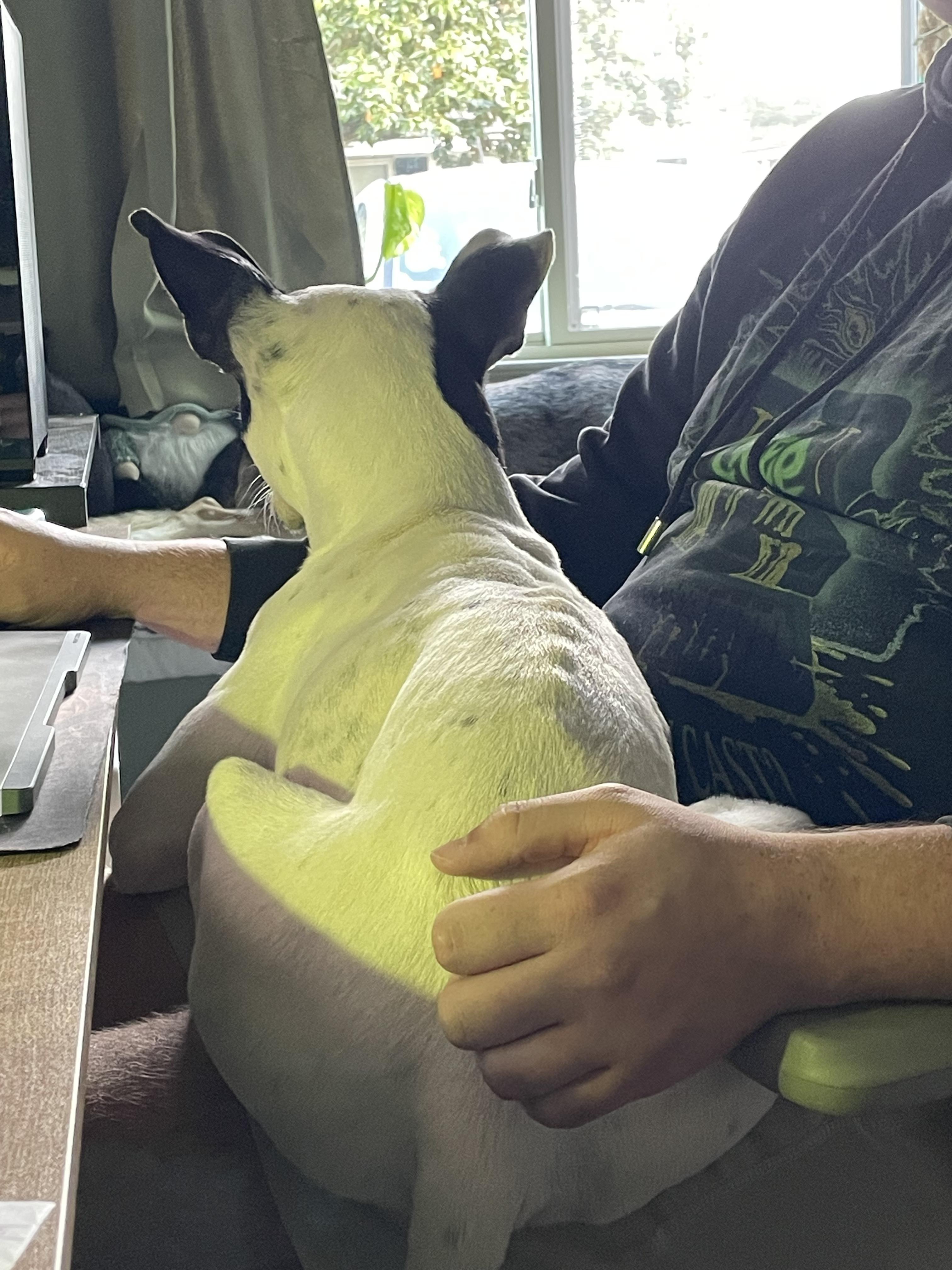 Enlarge Ellie lap doggie, a Adoptable mixed breed in Metairie, LA image 3/6