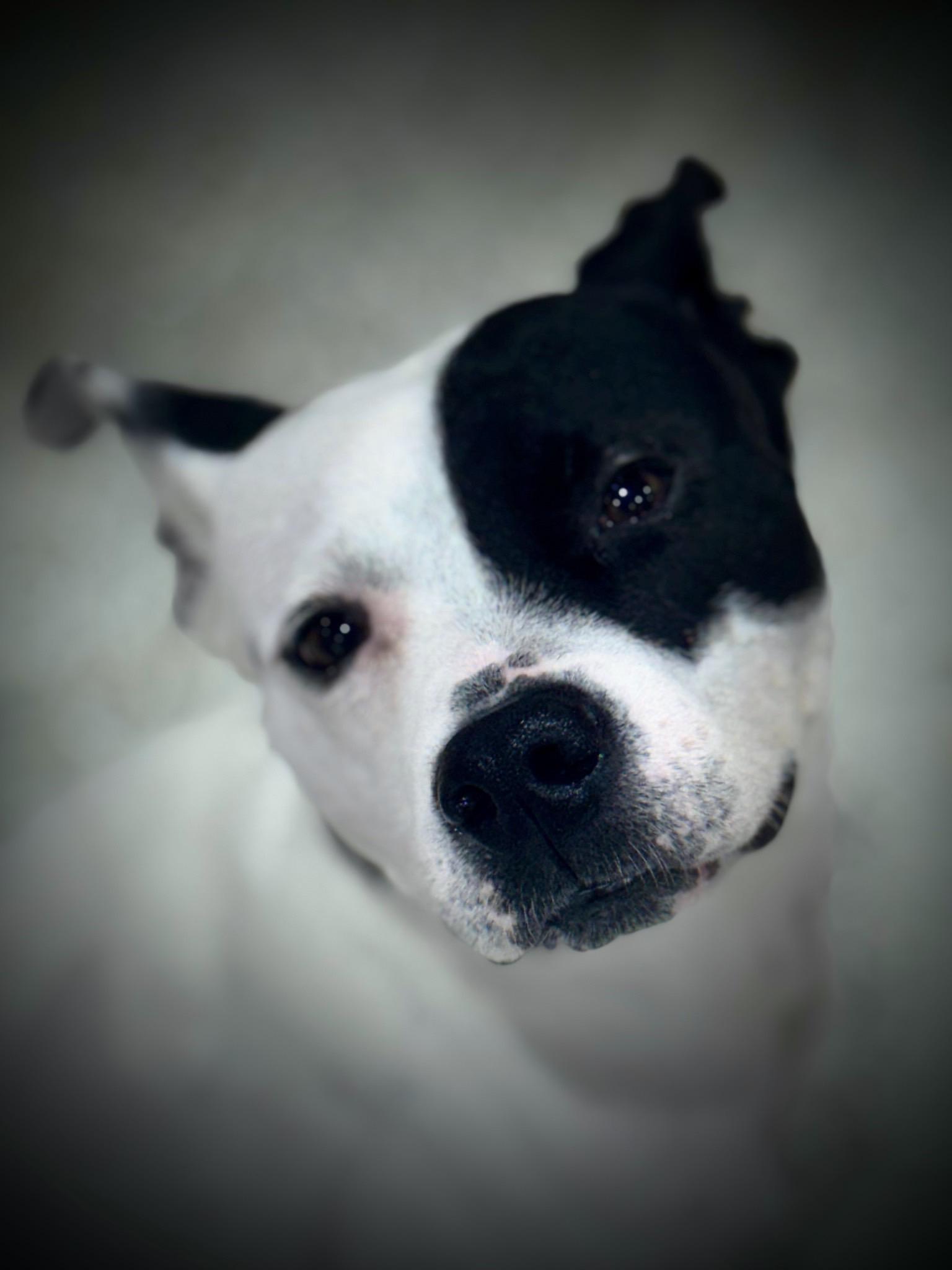 Ellie lap doggie, Adoptable, Young Female Terrier.