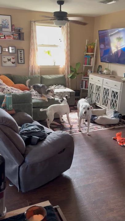 Enlarge Ellie lap doggie, a Adoptable mixed breed in Metairie, LA video 2/6