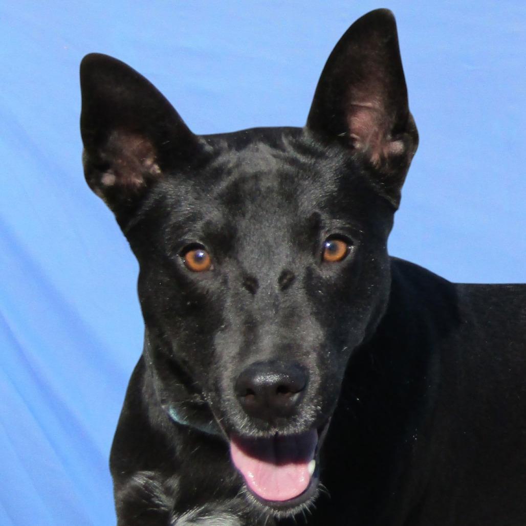 Regina - PAWS, Adoptable, Adult Female Mixed Breed.