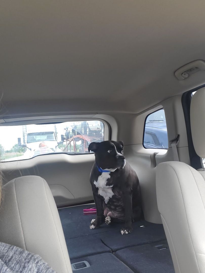 Gracie - PORTAGE, IN, Adoptable, Adult Female American Bulldog & Pit Bull Terrier.