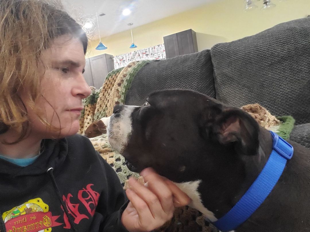 Enlarge Gracie - PORTAGE, IN, a Adoptable mixed breed in LOWELL, IN image 2/5