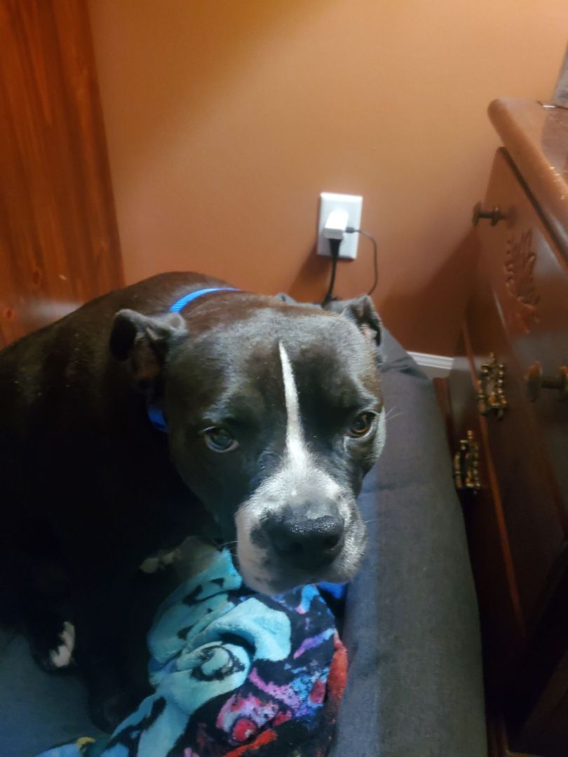 Enlarge Gracie - PORTAGE, IN, a Adoptable mixed breed in LOWELL, IN image 4/5