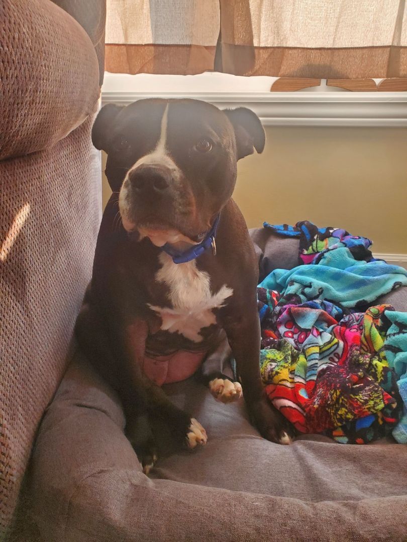 Enlarge Gracie - PORTAGE, IN, a Adoptable mixed breed in LOWELL, IN image 5/5