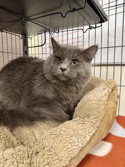 Ranch, Adoptable, Adult Male Domestic Short Hair & Domestic Short Hair.