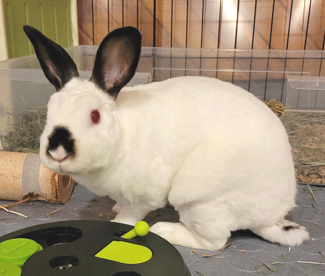 Franklin, Adopted, Adult Male Mini Rex & Himalayan.