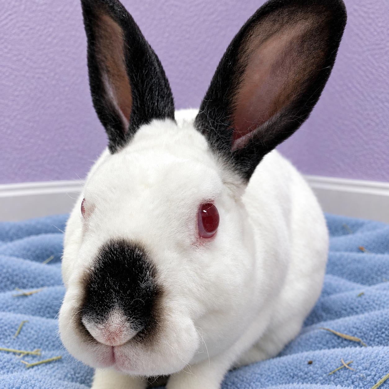 Enlarge Franklin, a Adoptable mixed breed in Oshkosh, WI image 3/4