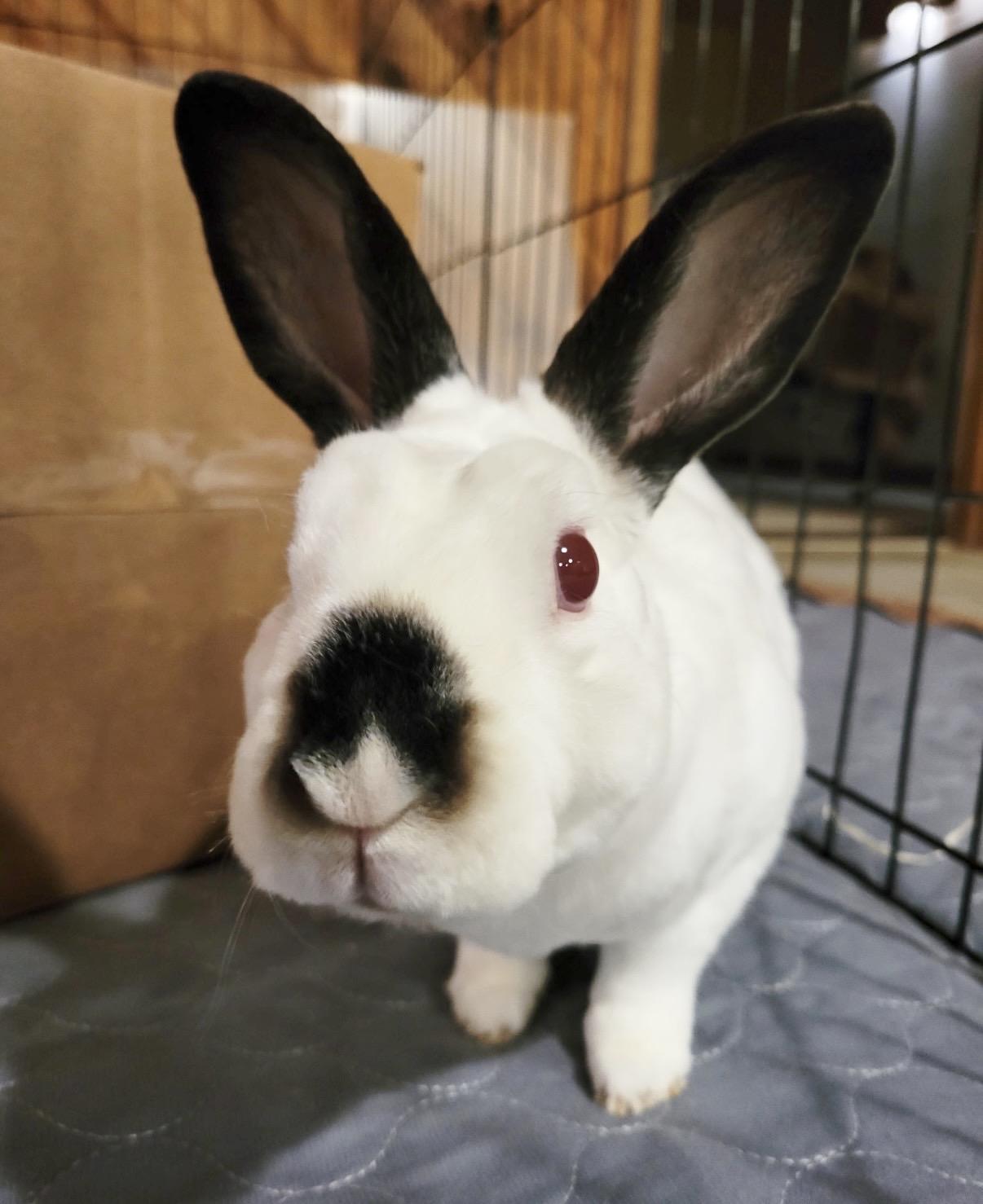 Enlarge Franklin, a Adoptable mixed breed in Oshkosh, WI image 2/4