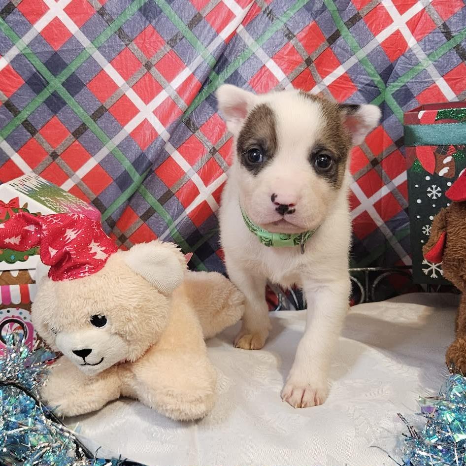 Green Collar, Adoptable, Puppy Male Great Pyrenees & Shepherd.