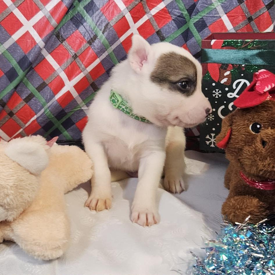 Enlarge Green Collar, a Adoptable mixed breed in callao, VA image 2/3