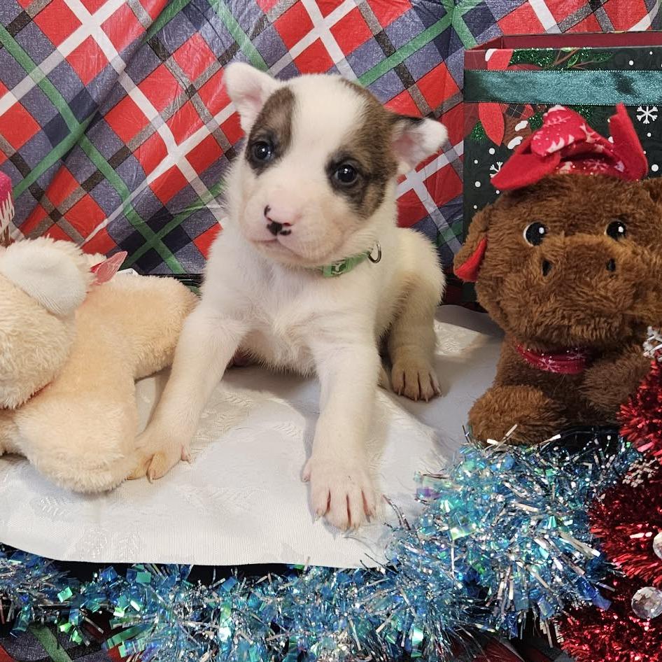 Enlarge Green Collar, a Adoptable mixed breed in callao, VA image 3/3