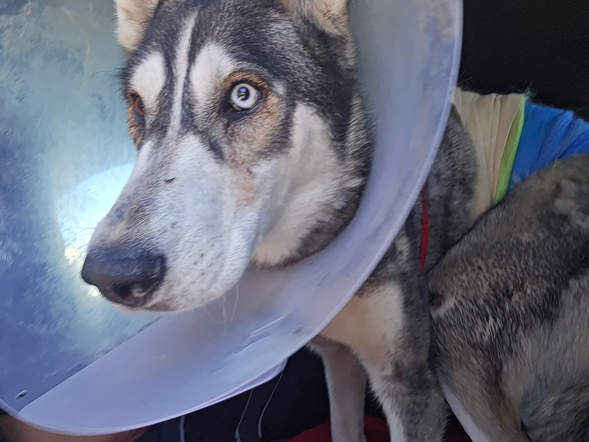 Enlarge Carolina, a Adopted Husky in Inglewood, CA image 6/6