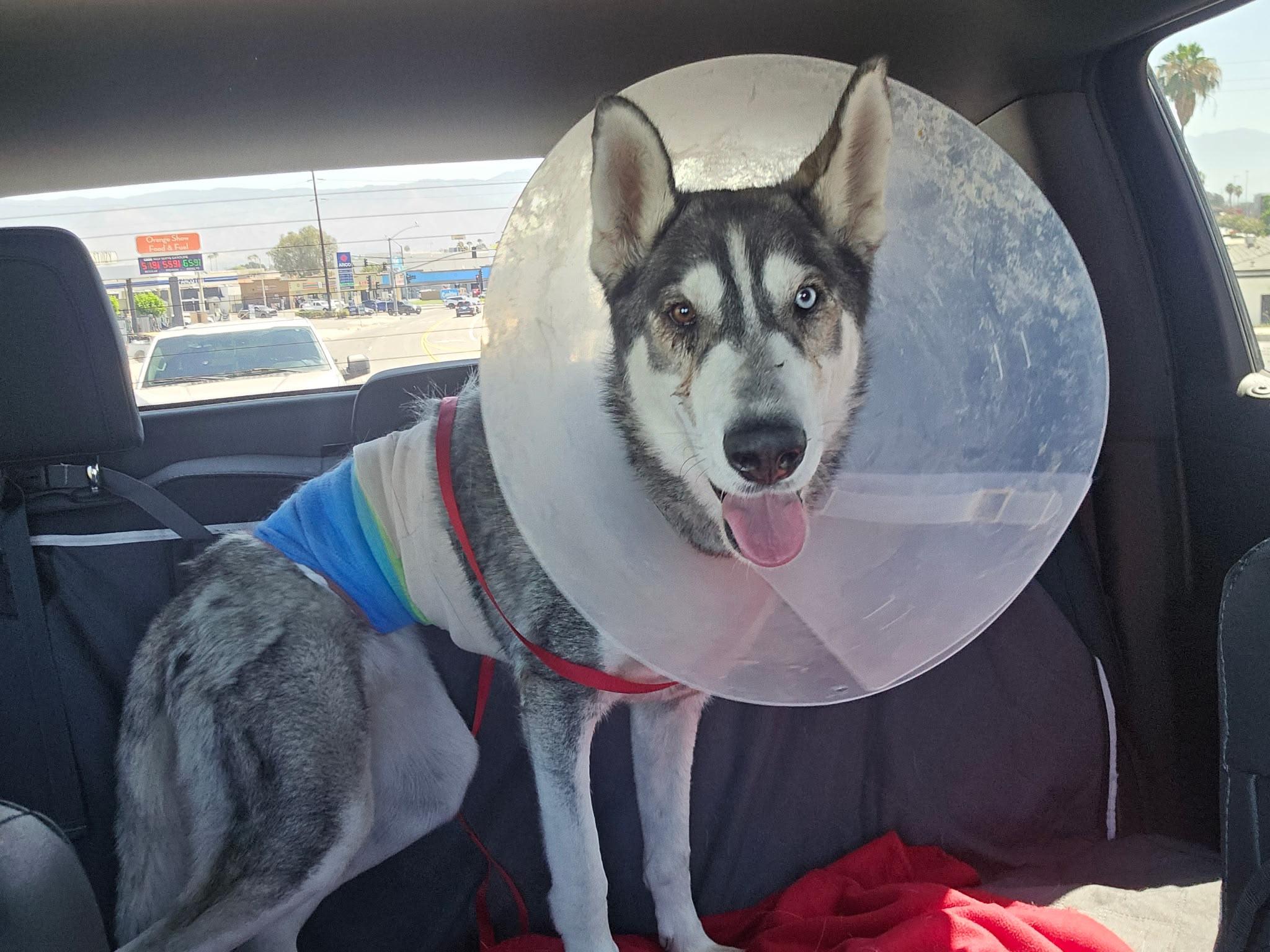 Carolina, Adopted, Young Female Husky.