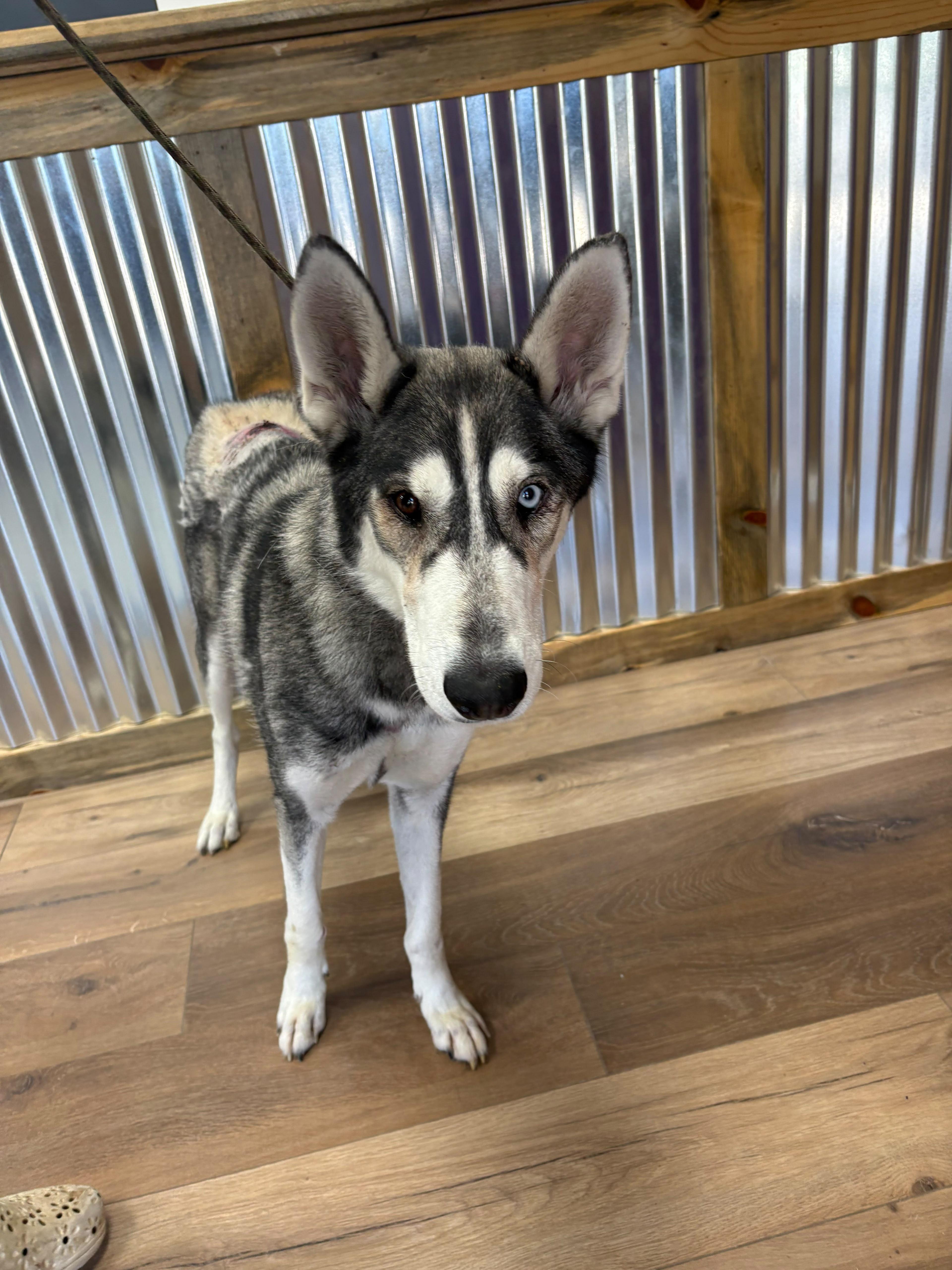 Enlarge Carolina, a Adopted Husky in Inglewood, CA image 5/6