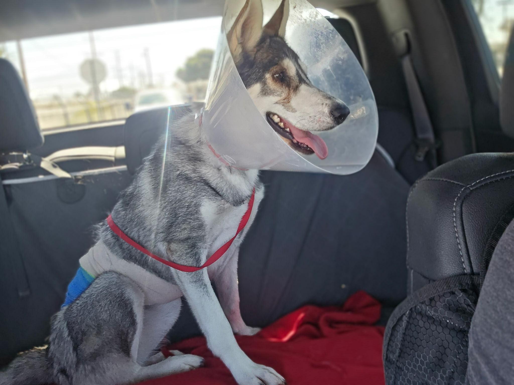 Enlarge Carolina, a Adopted Husky in Inglewood, CA image 3/6