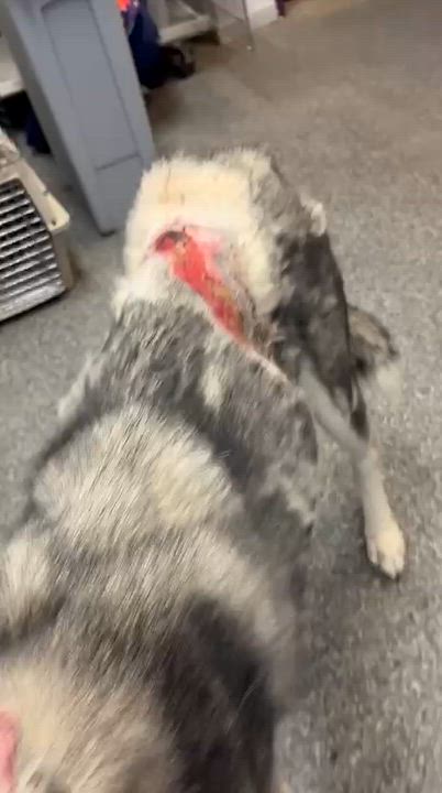 Enlarge Carolina, a Adopted Husky in Inglewood, CA video 4/6