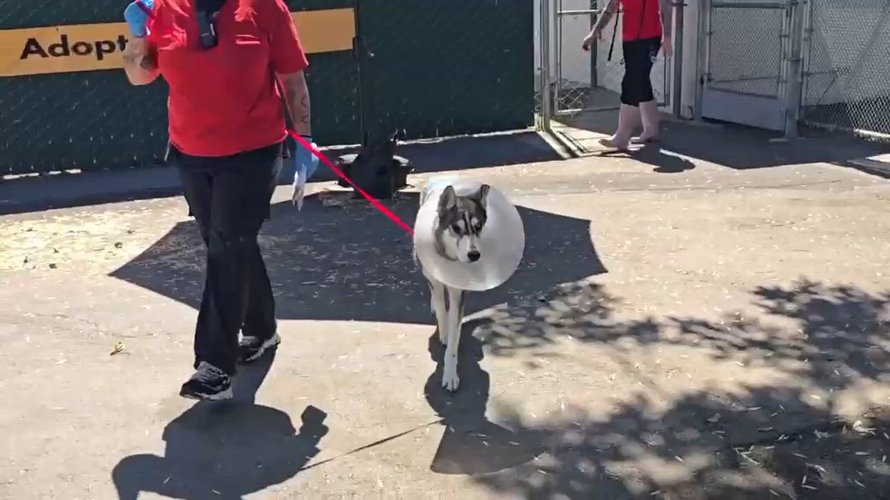 Enlarge Carolina, a Adopted Husky in Inglewood, CA video 2/6