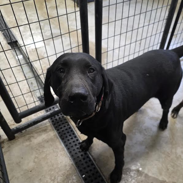 Donny, an adopted mixed breed in Blue Earth, MN image 4/5