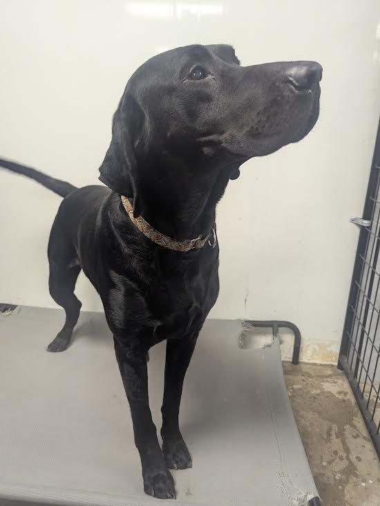 Donny, an adopted mixed breed in Blue Earth, MN image 3/5