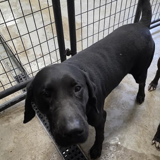 Donny, an adopted mixed breed in Blue Earth, MN image 5/5