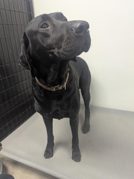 Donny, an adopted mixed breed in Blue Earth, MN image 2/5