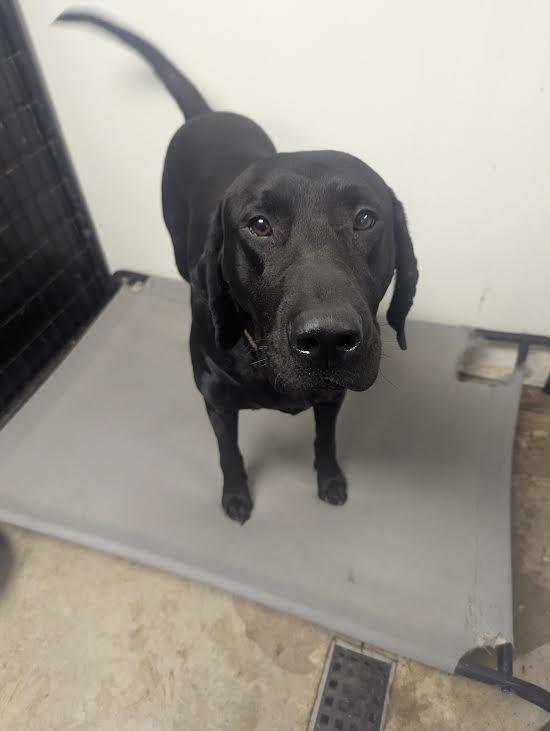 Donny, adopted, Young Male Labradoodle & German Shorthaired Pointer.